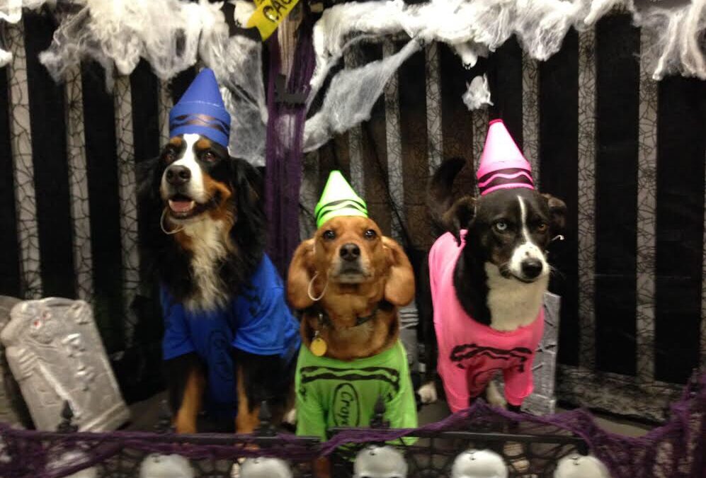 Estate Planning Pet Owner Edition  